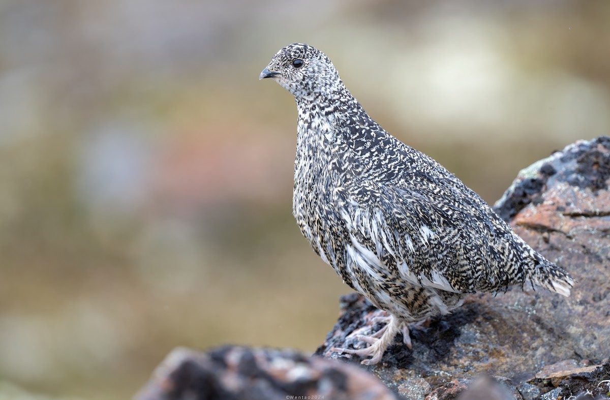 White-tailed Ptarmigan - ML622065773