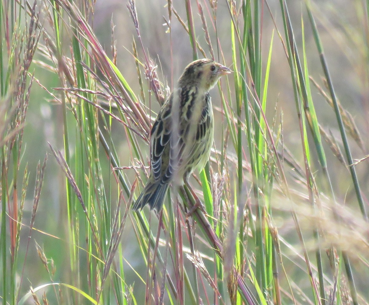 bobolink - ML622065774