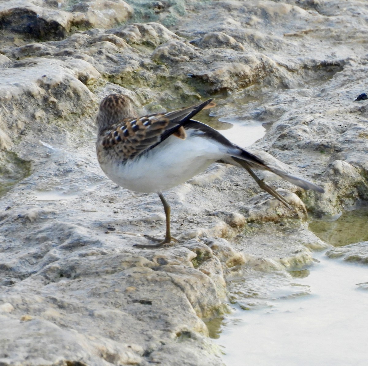 Least Sandpiper - William McClellan