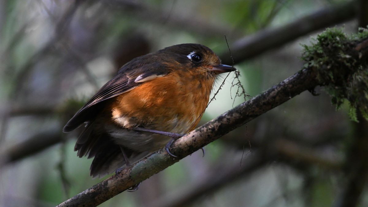 Leymebamba Antpitta - ML622065786