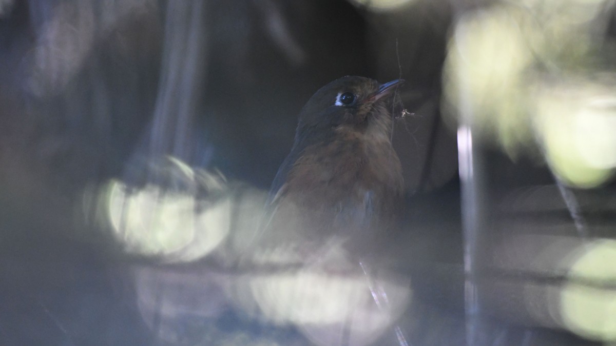 Leymebamba Antpitta - ML622065788