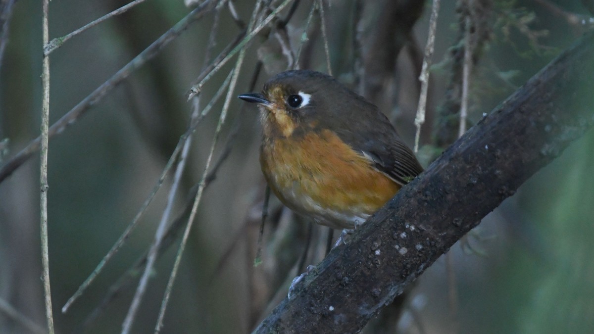 Leymebamba Antpitta - ML622065789