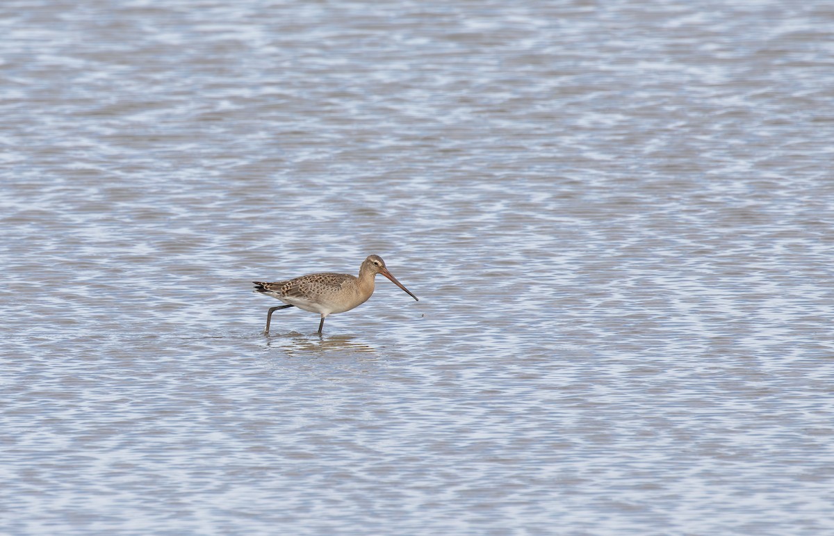 Black-tailed Godwit (limosa) - Jonathan Farooqi