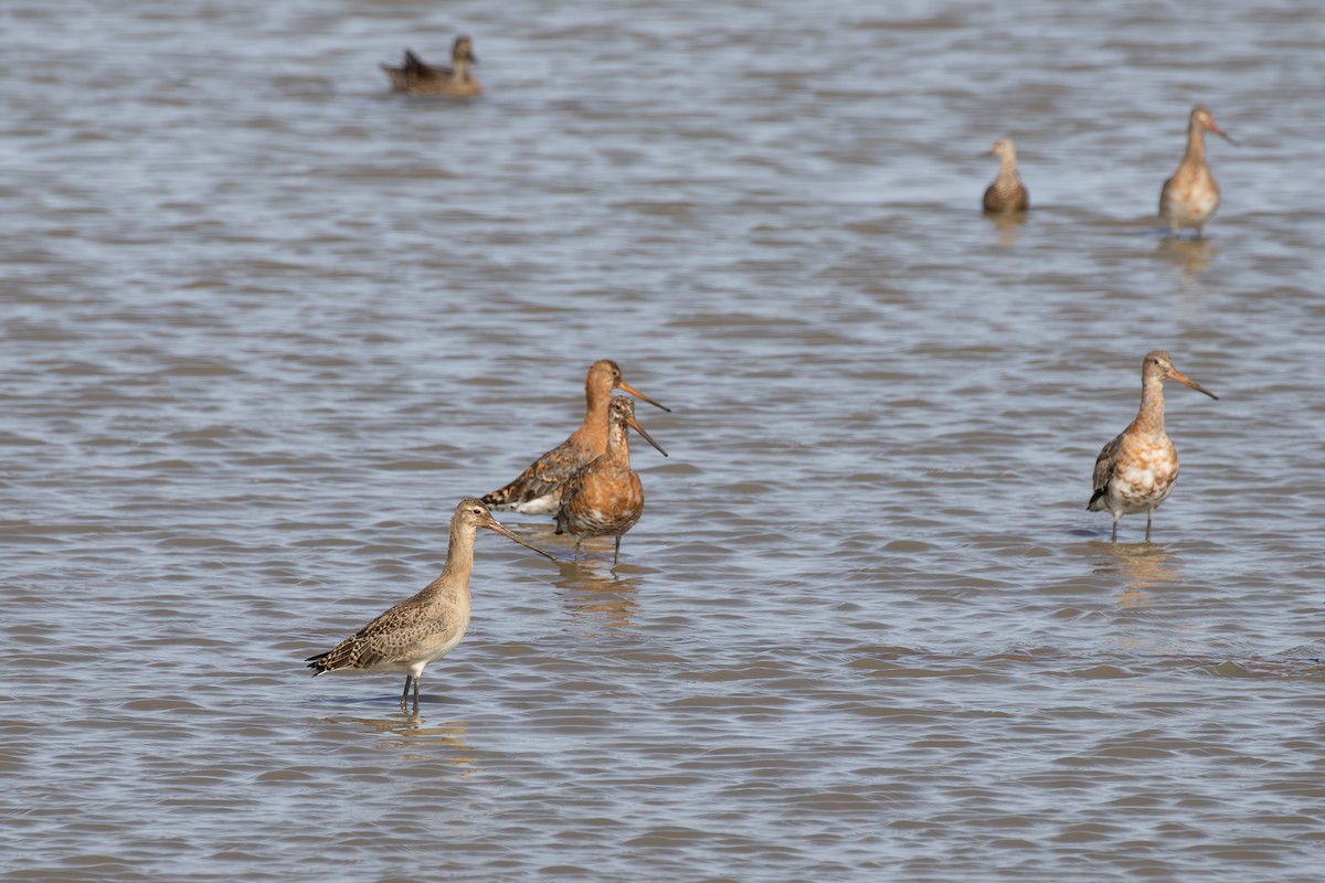 svarthalespove (limosa) - ML622065795