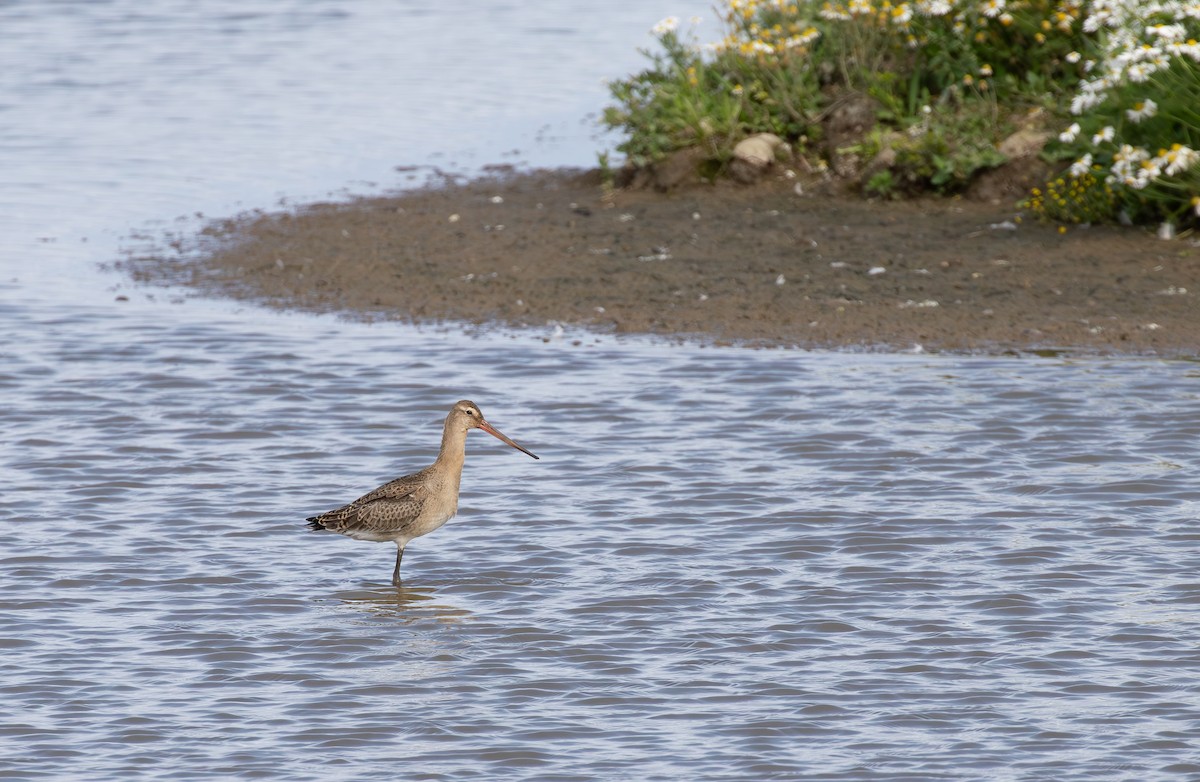 svarthalespove (limosa) - ML622065796