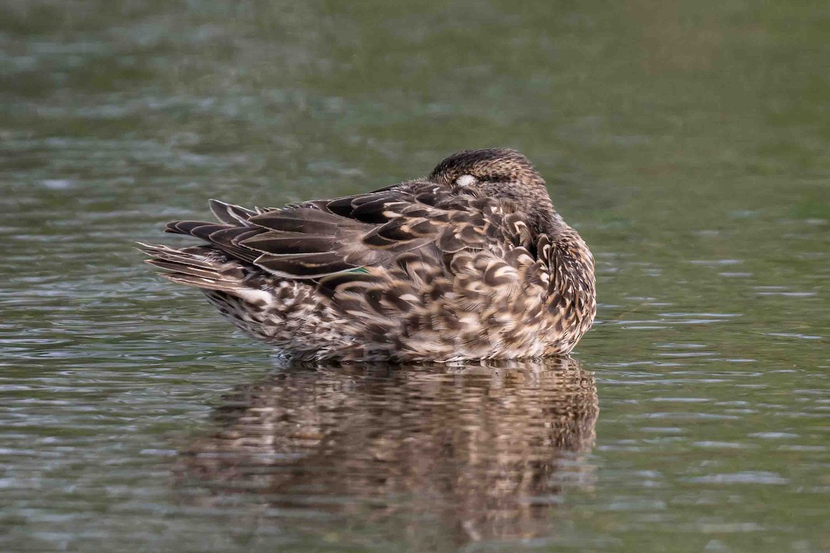 Green-winged Teal - Frank King