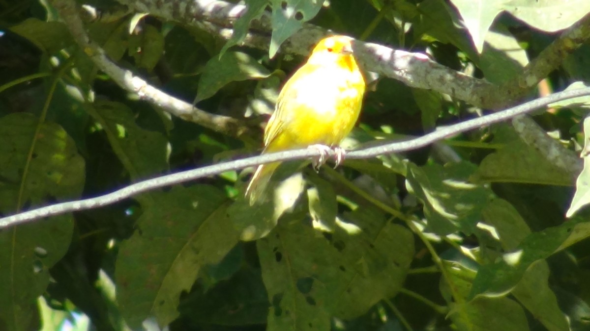 Saffron Finch (Saffron) - ALEXANDER GONZALEZ