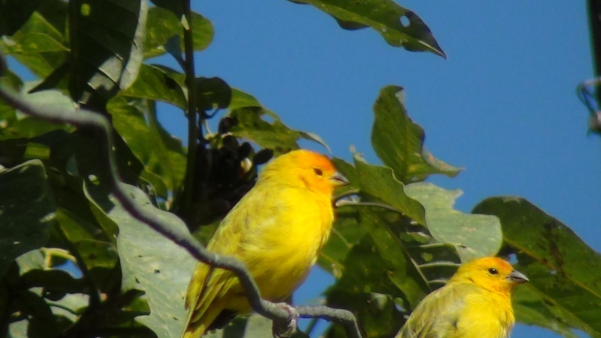 Saffron Finch (Saffron) - ML622065848