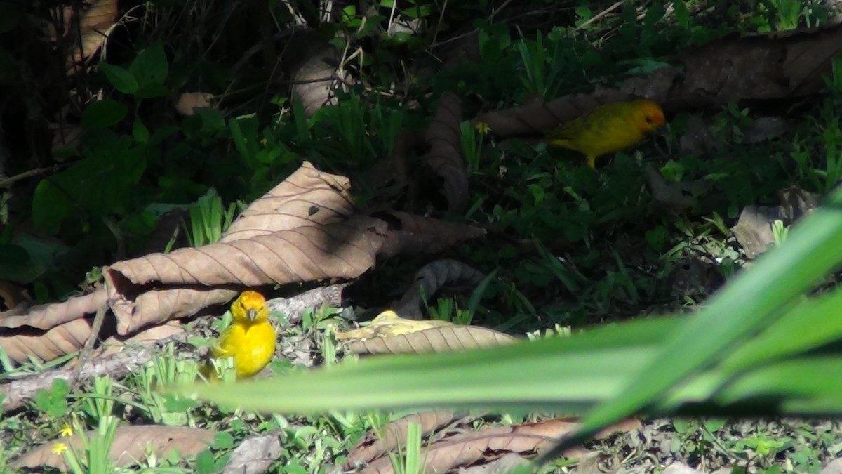 Saffron Finch (Saffron) - ML622065851