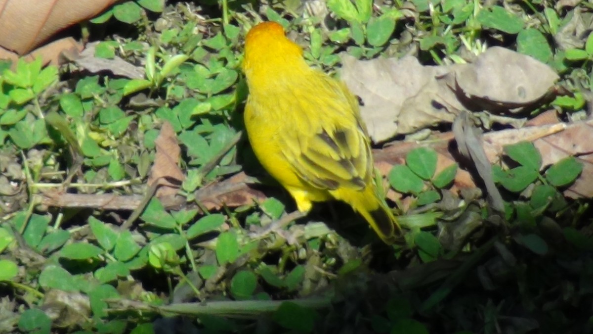 Saffron Finch (Saffron) - ML622065852