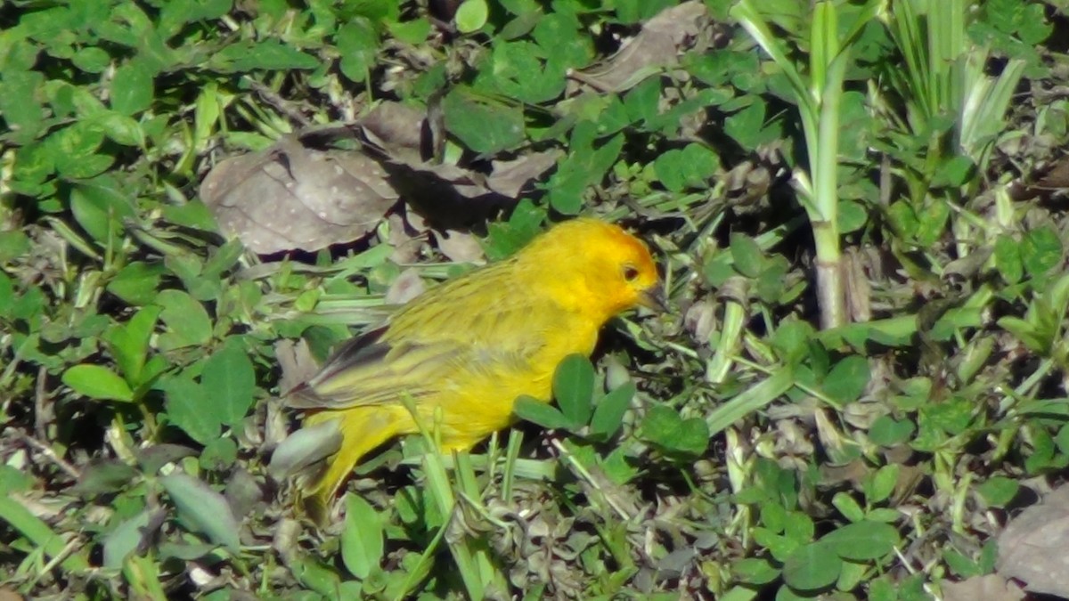 Saffron Finch (Saffron) - ML622065854