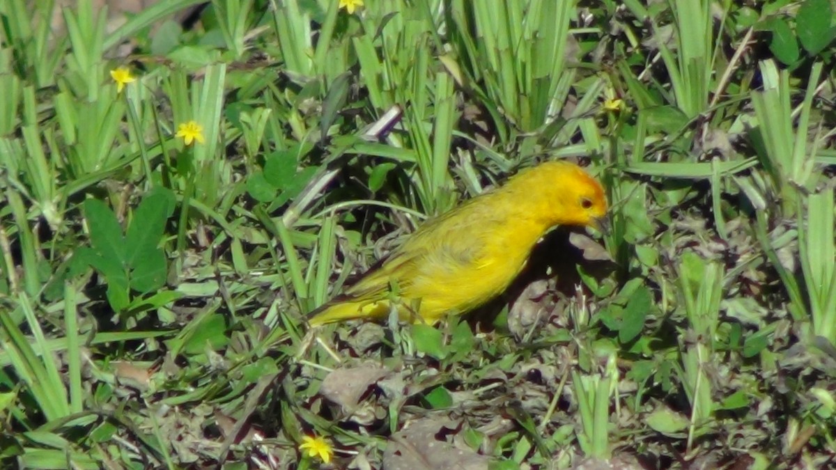 Saffron Finch (Saffron) - ML622065855