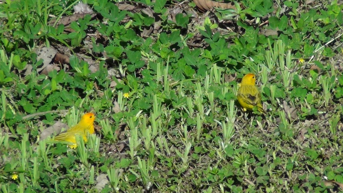 Saffron Finch (Saffron) - ML622065856