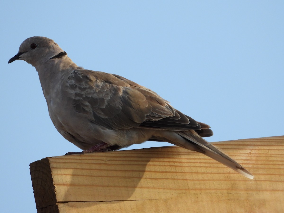 Eurasian Collared-Dove - ML622065869