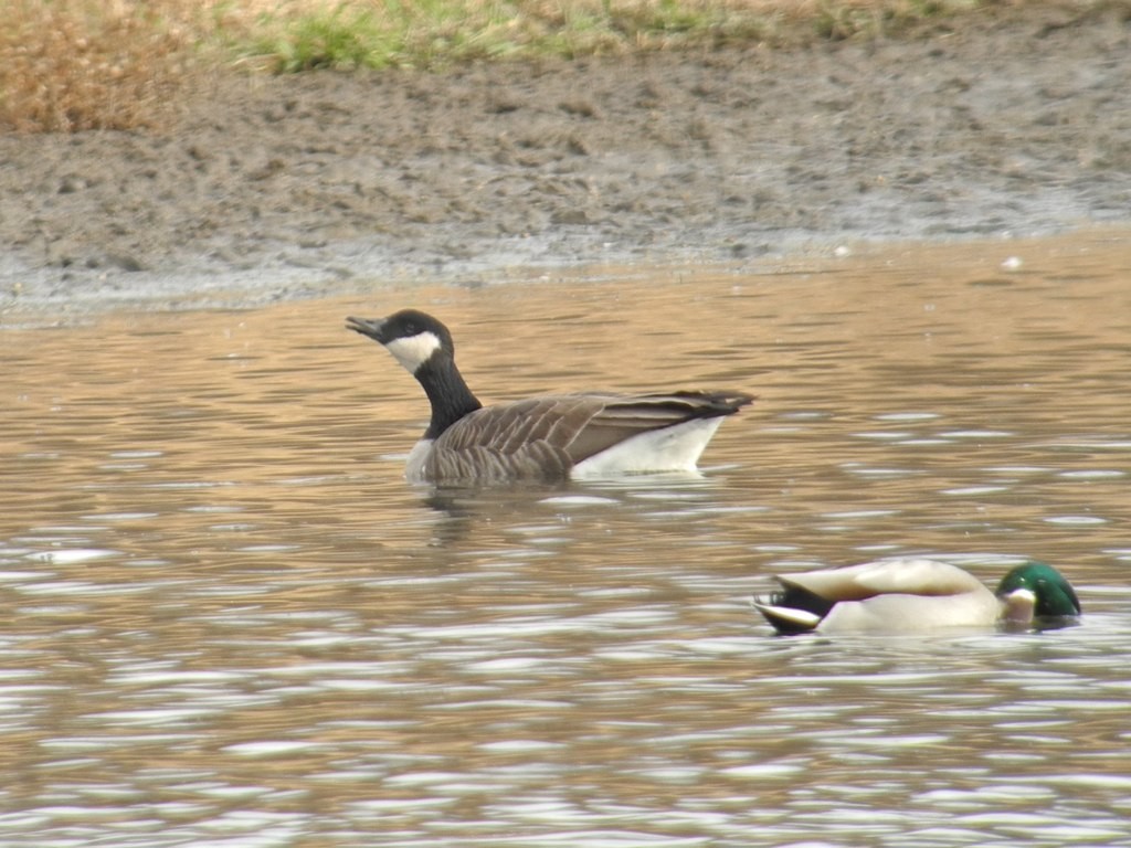 Cackling Goose (Richardson's) - ML62206591