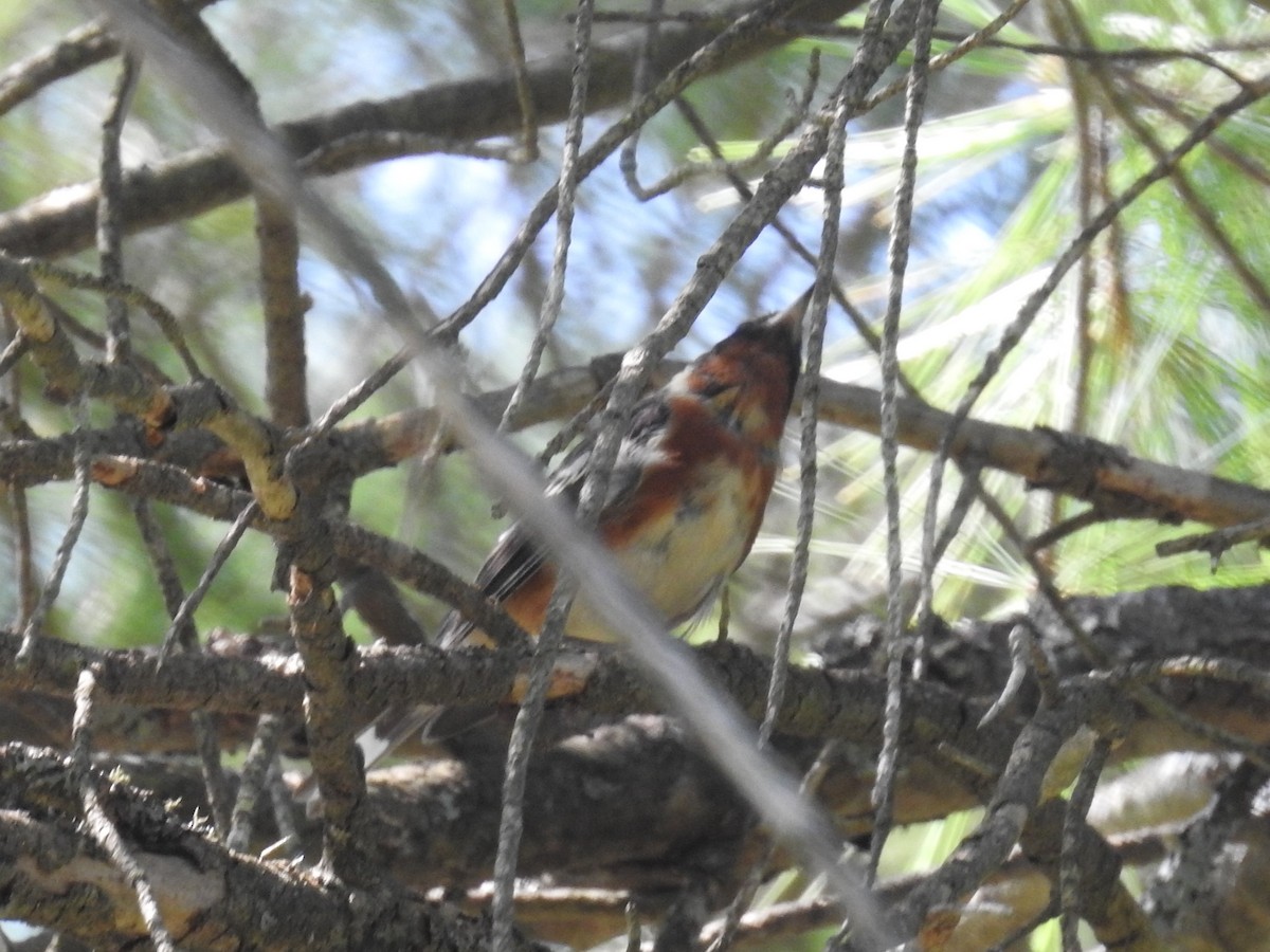 Bay-breasted Warbler - ML622065987