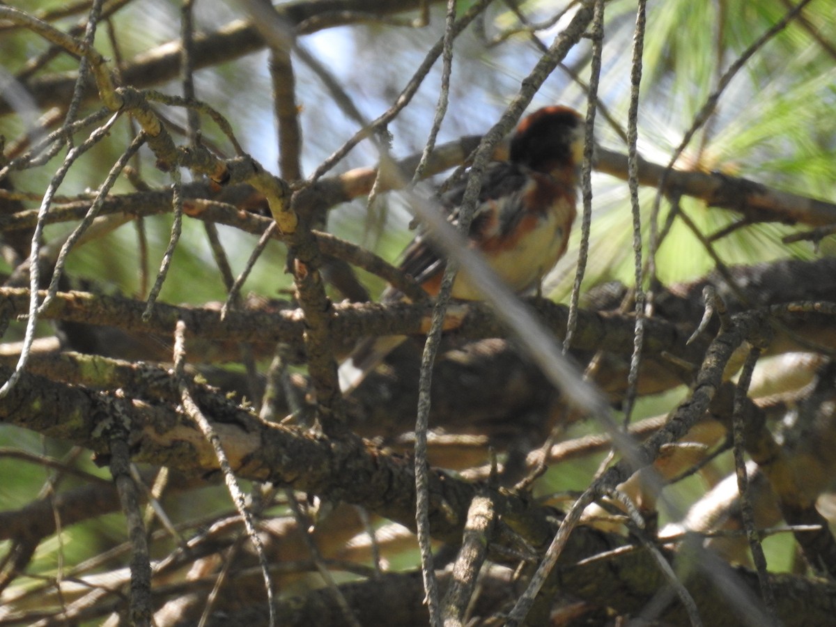 Bay-breasted Warbler - ML622065988
