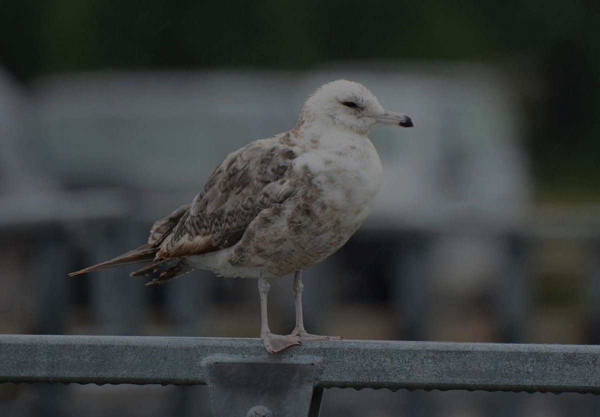 California Gull - ML622066008