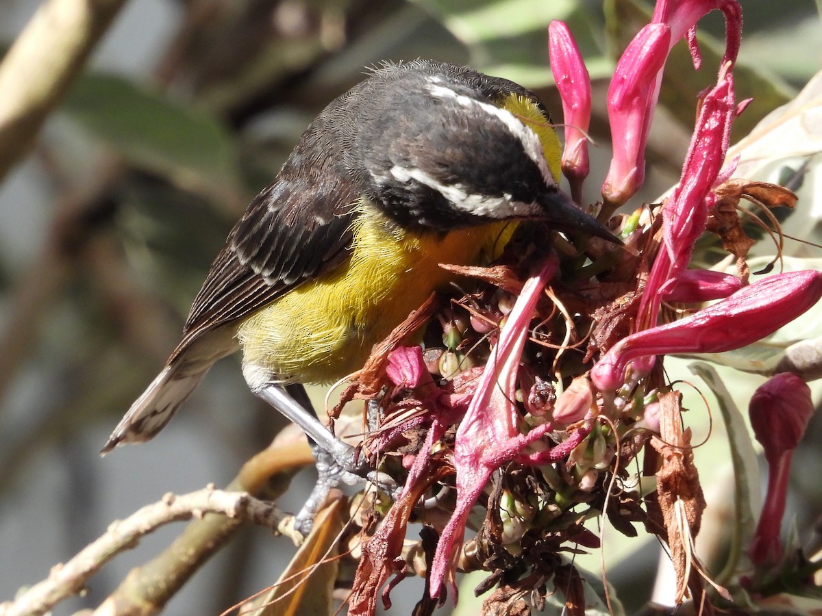 Bananaquit - ML622066027