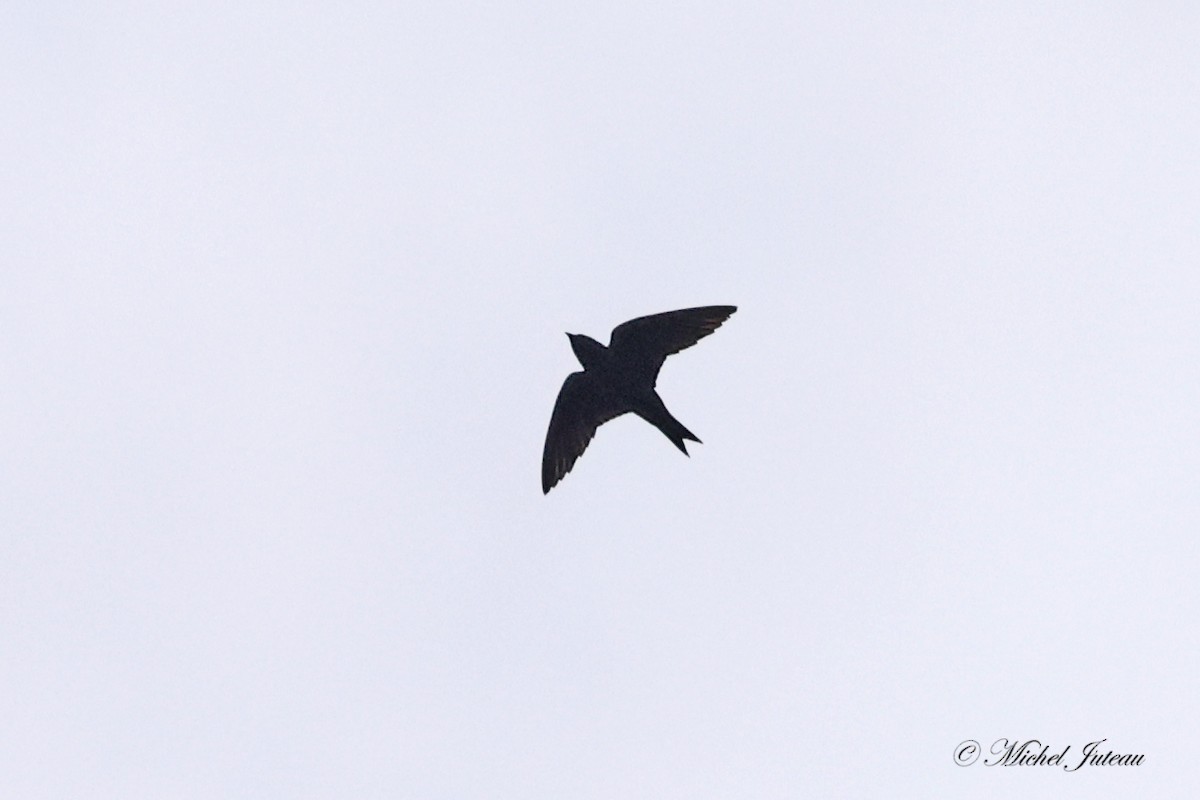 Purple Martin - ML622066040