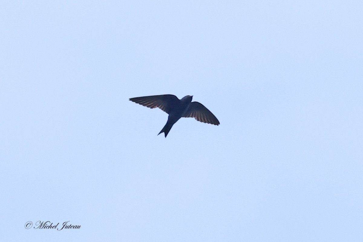 Purple Martin - ML622066042