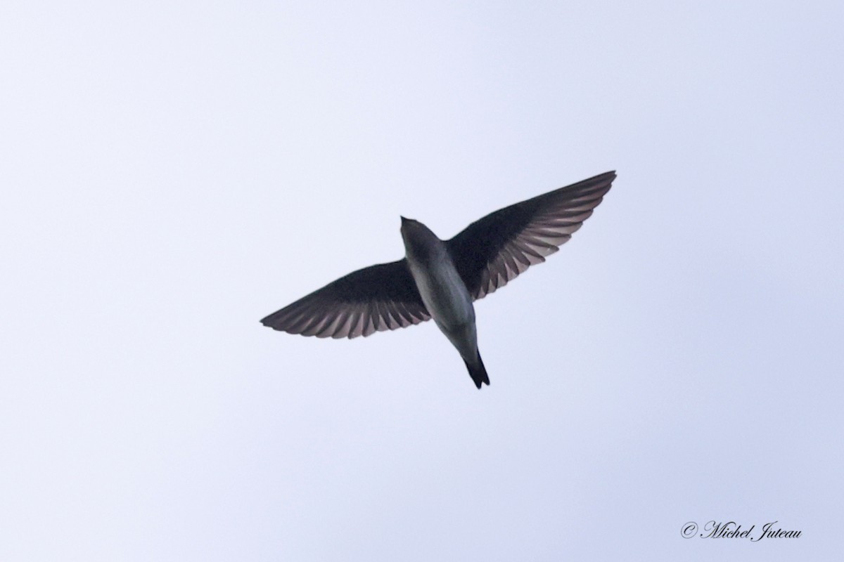 Purple Martin - ML622066045