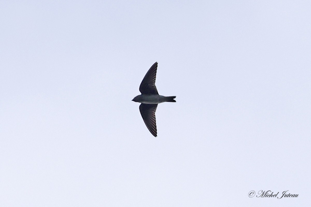 Purple Martin - ML622066049