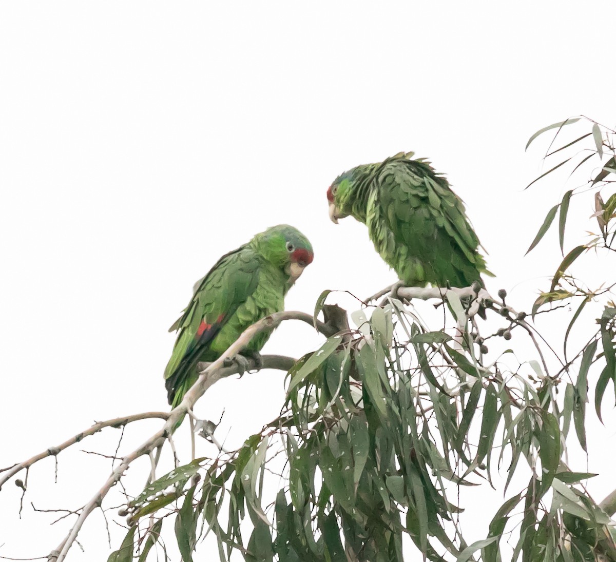 Red-crowned Parrot - ML622066053