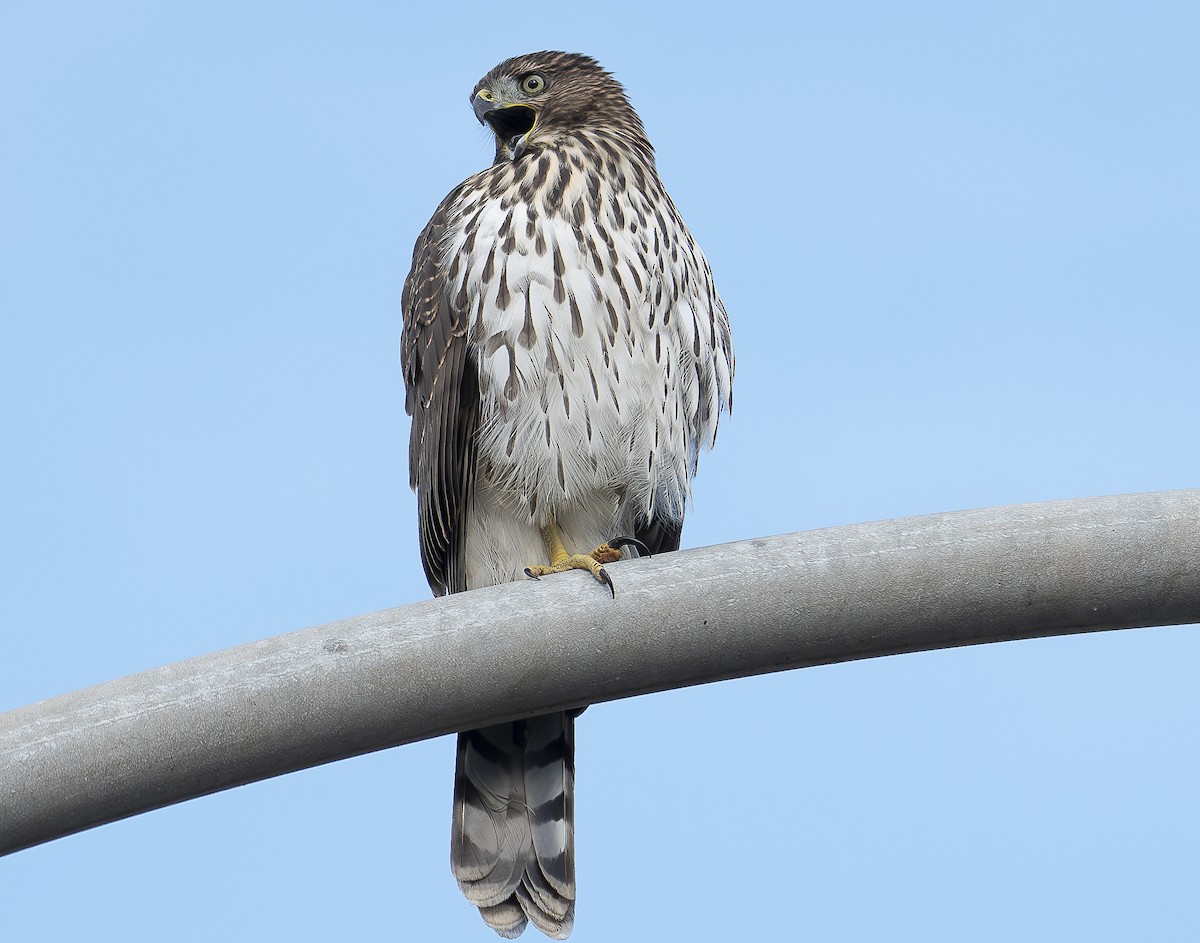 Cooper's Hawk - ML622066054