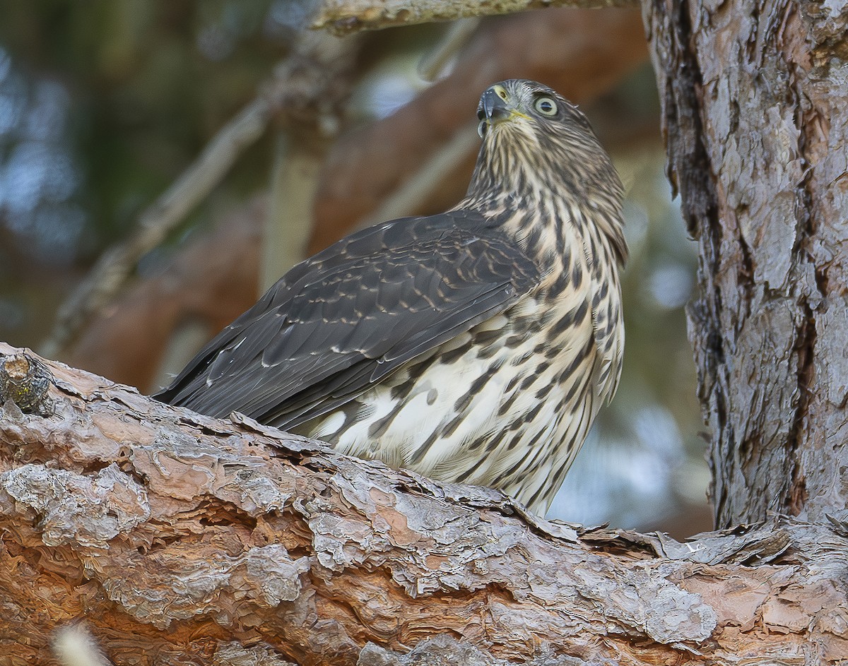 Cooper's Hawk - ML622066055