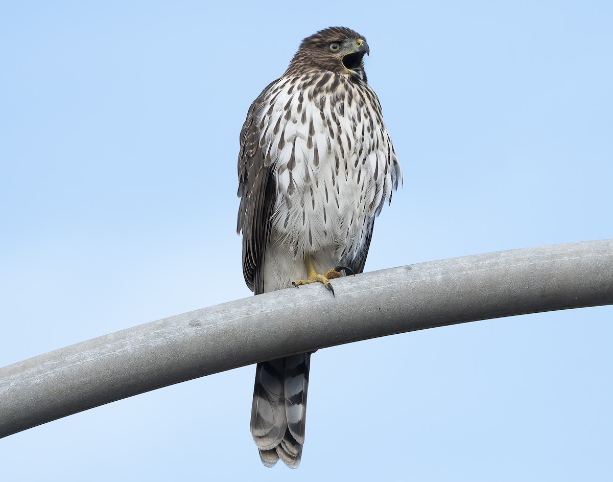 Cooper's Hawk - ML622066056