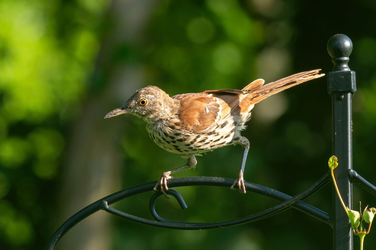 Brown Thrasher - ML622066061