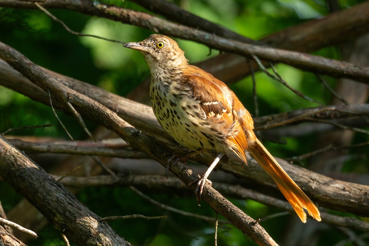 Brown Thrasher - ML622066062