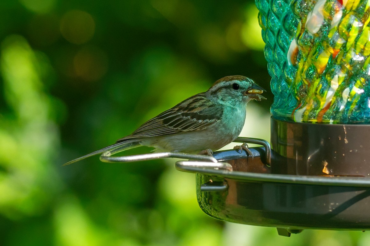 Chipping Sparrow - ML622066064