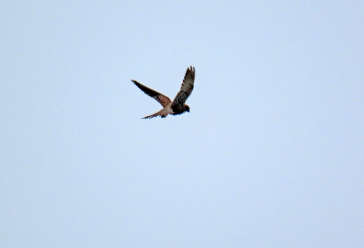 Eurasian Kestrel - Francisco Javier Calvo lesmes