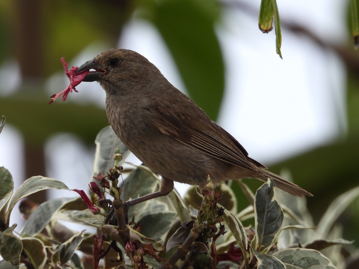 Barbados Bullfinch - ML622066066