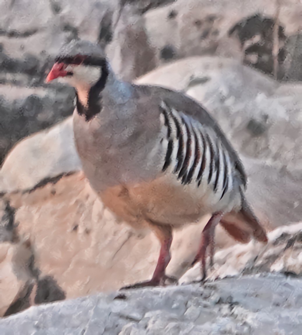 Chukar - ML622066068