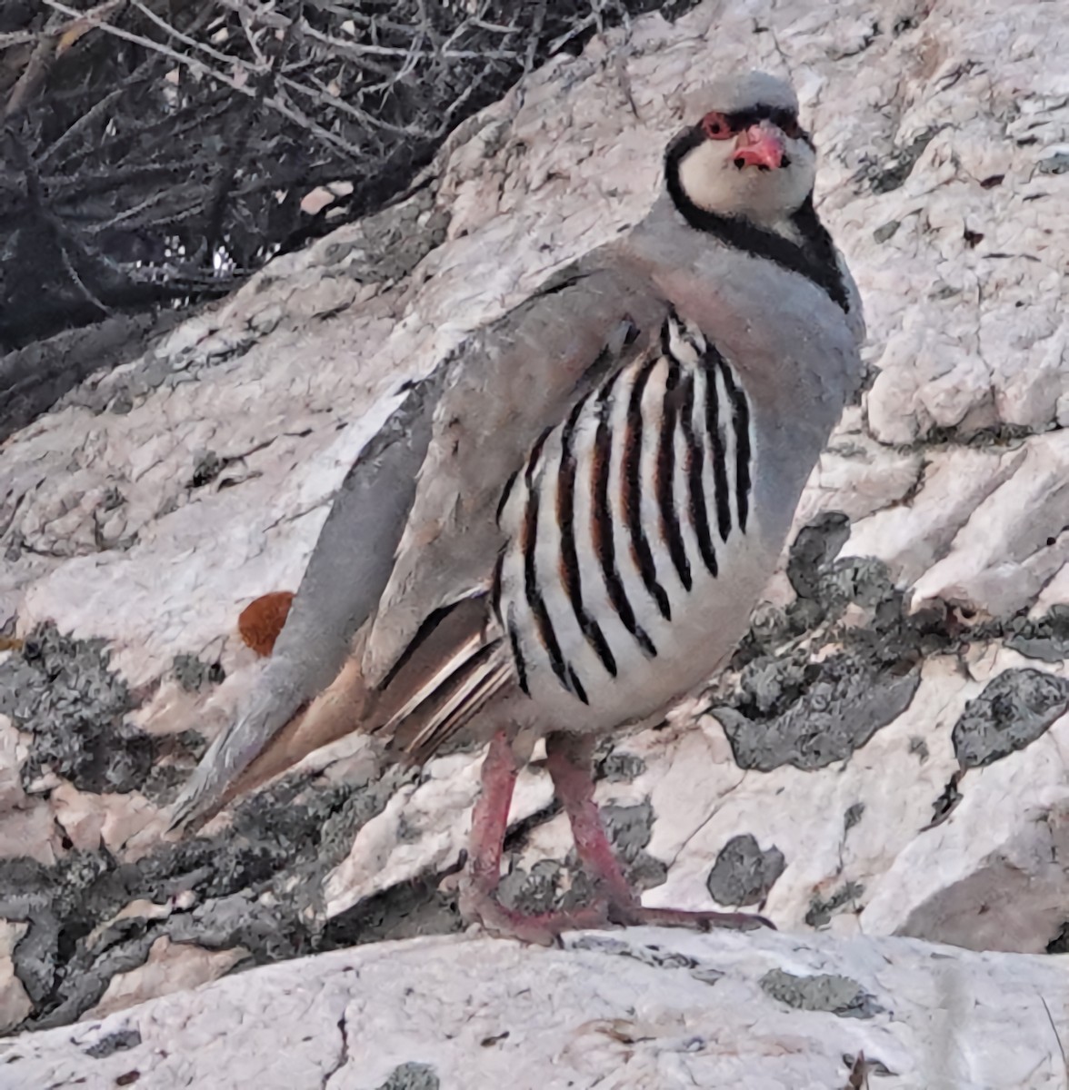 Chukar - ML622066069