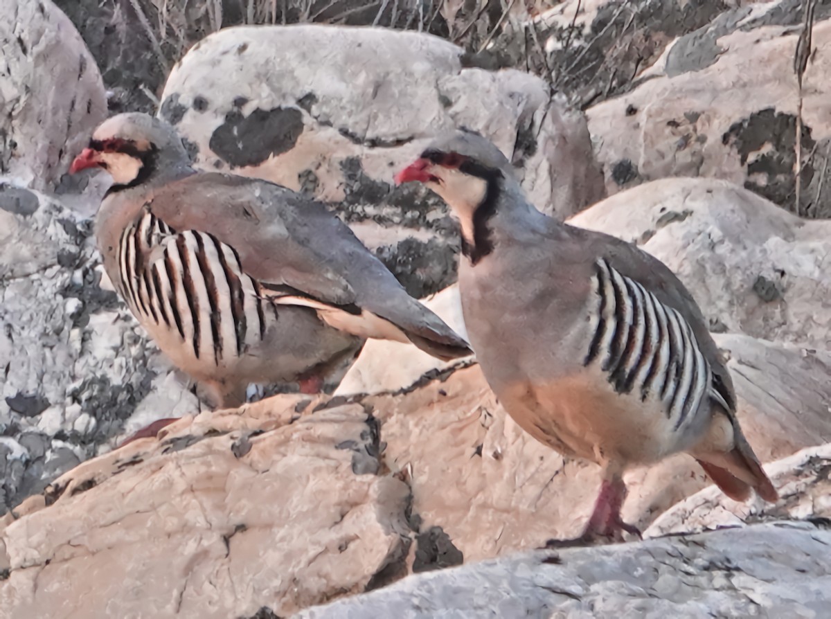 Chukar - ML622066070