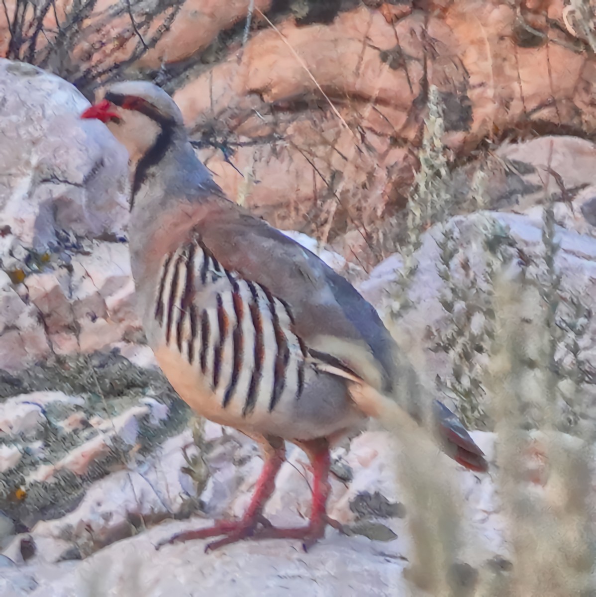 Chukar - ML622066071