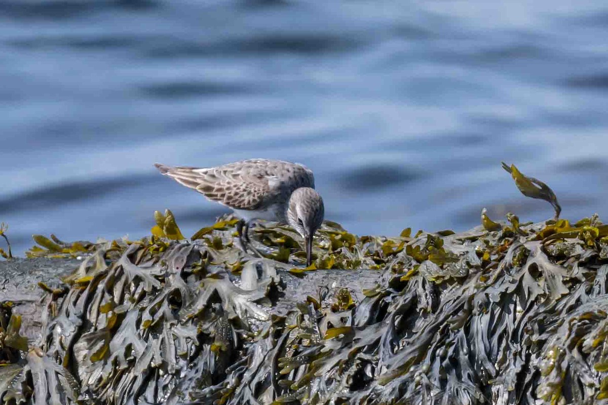 White-rumped Sandpiper - ML622066073