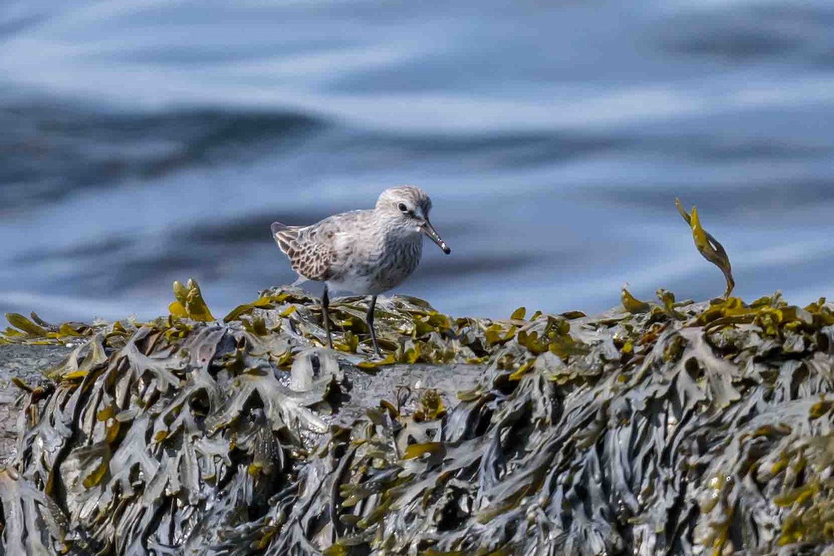 White-rumped Sandpiper - ML622066074