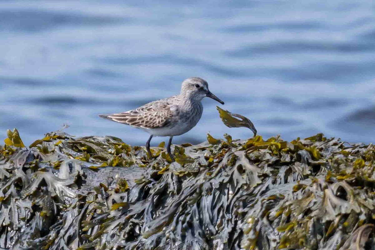 White-rumped Sandpiper - ML622066075