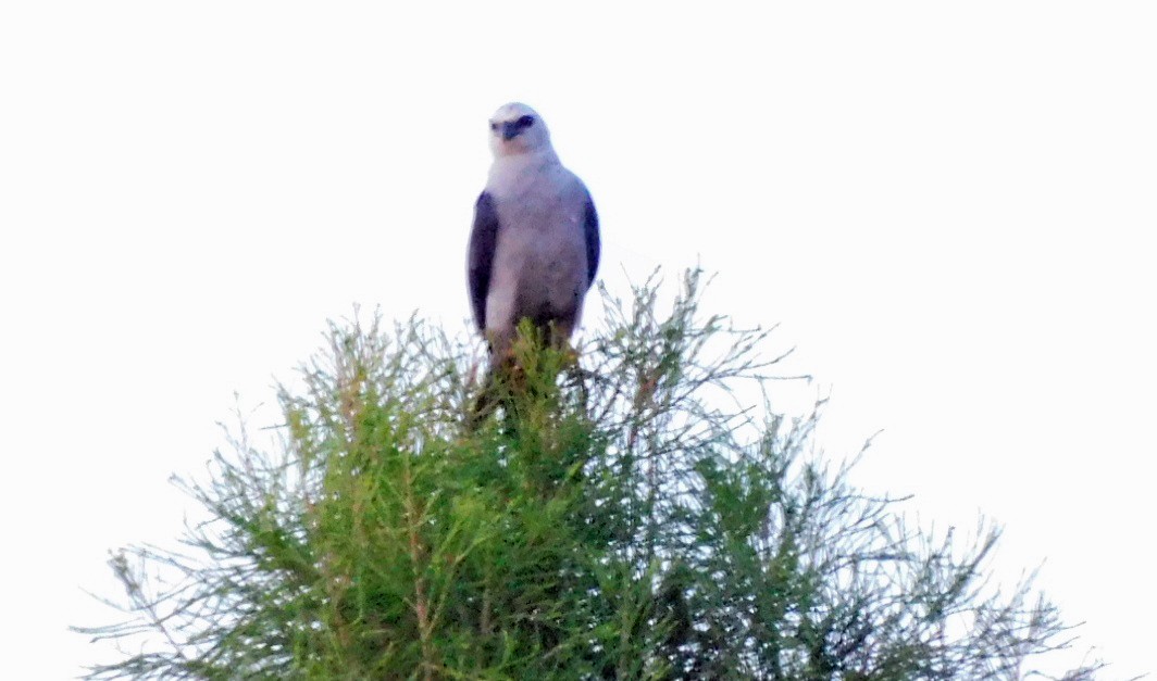 Mississippi Kite - ML622066080