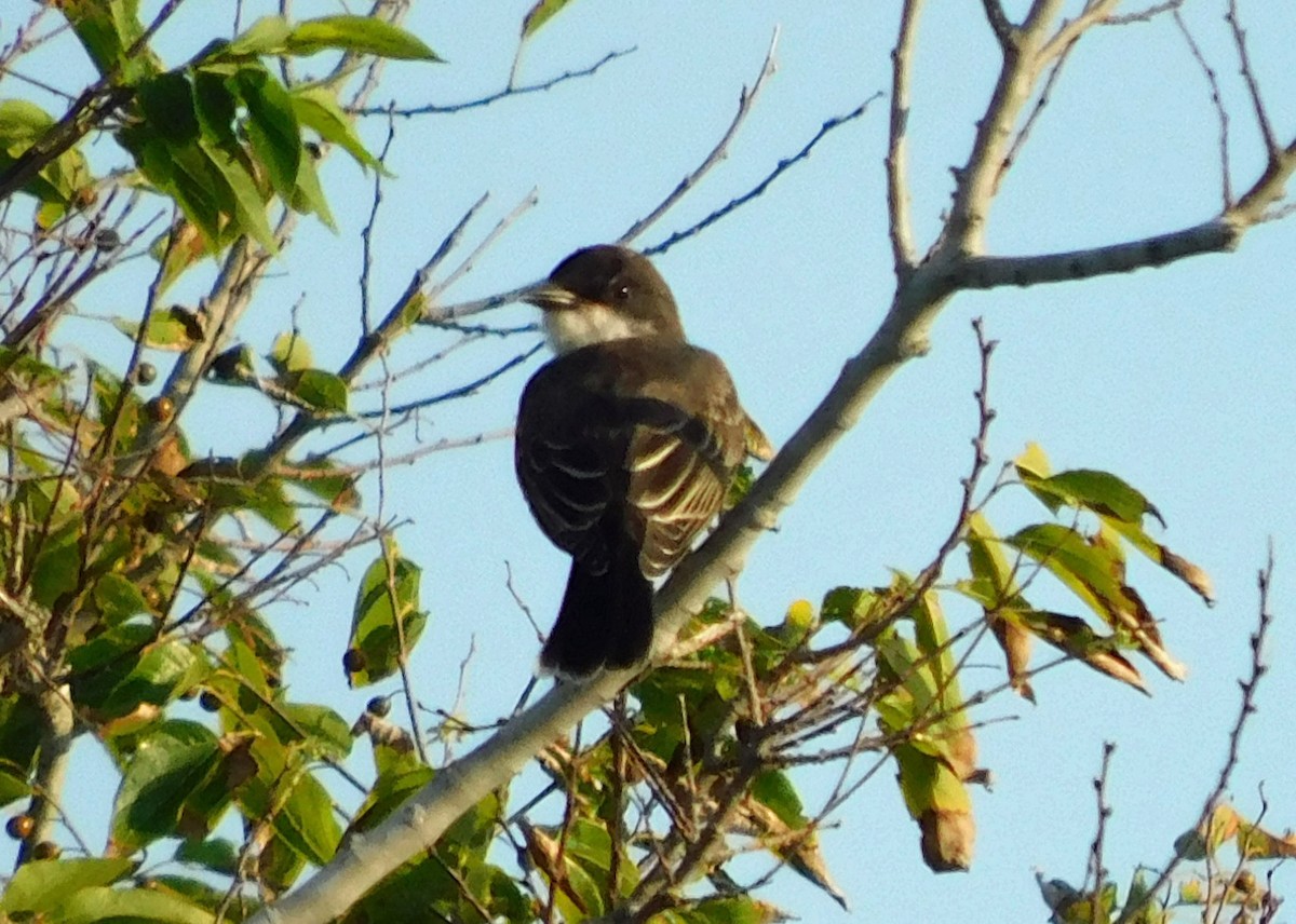 Eastern Kingbird - ML622066086