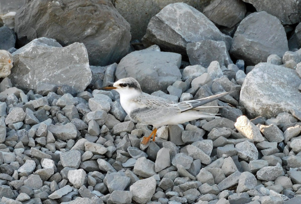 Least Tern - ML622066096