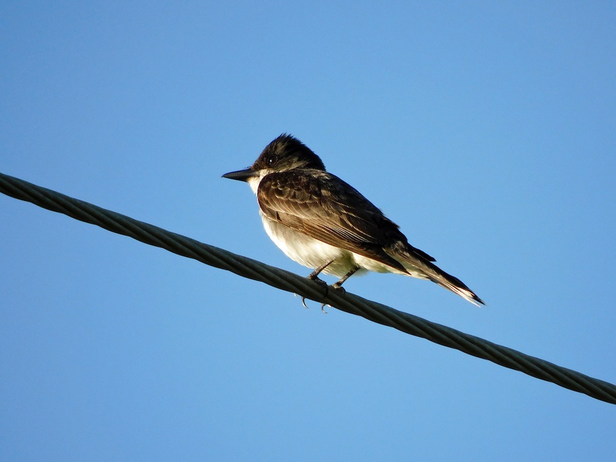 Eastern Kingbird - Kathy Rhodes