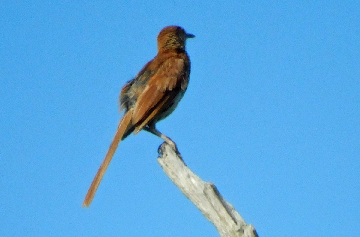 Brown Thrasher - Kathy Rhodes