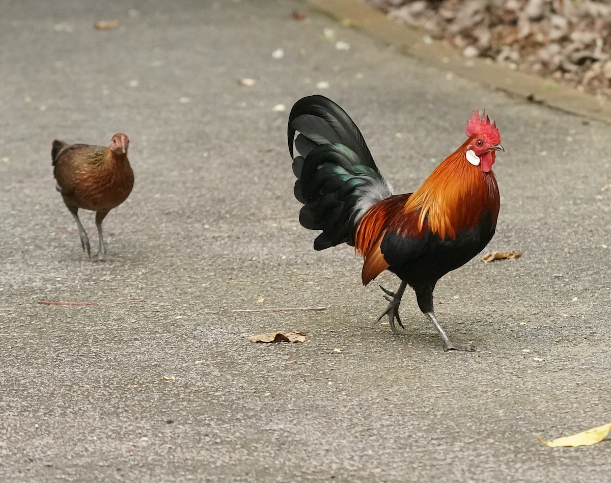 Red Junglefowl (Domestic type) - ML622066249