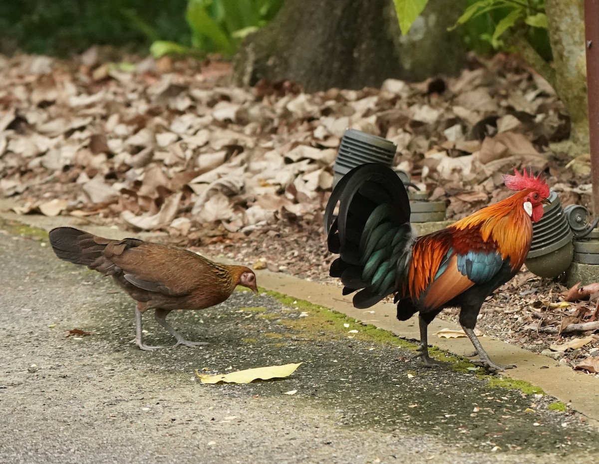 Red Junglefowl (Domestic type) - ML622066250